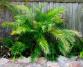 Chamaedorea elegans - palmier nain exotique mi-ombre 1.5m